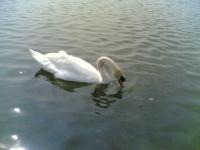 Cygne à l'étang
