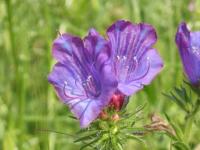 Flor 12
