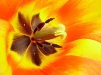 Flor 8