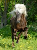 Cheval chevelu