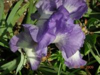 L'iris sur le chemin de Leval