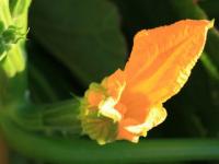 Fleur de courge