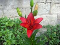 Lys Royal
