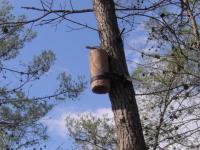 Un arbre