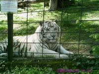 Tigre enfermé