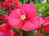 Bougainvillée 1