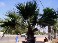 Maroc palmier
