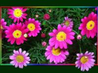 Anthemis