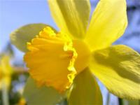 Voilà le temps des jonquilles