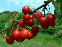 CEREZAS