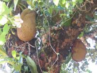 Viet Nam : Jacquiers