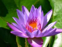 Fleur077