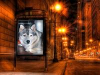DILO HUSKY