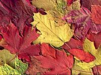 Otoño -2