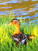 Canard mallard