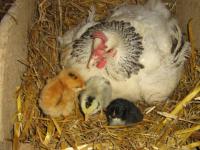 Poule et ses poussins