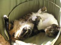 Relax max