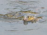 La grenouille chanteuse