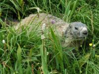 Marmotte cabotine