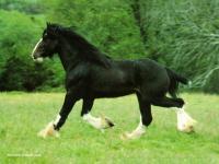Joli cheval
