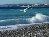 Mouette a Nice