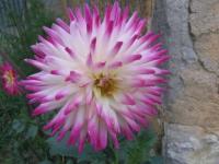 Pour Anniep