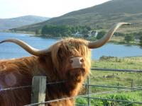 The highlands