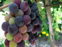 Uvas