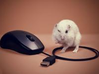 Deux souris !