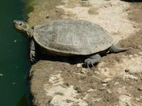 Miss tortue