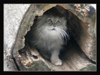 Chat dans un tronc