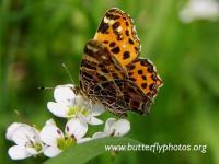 Mariposa 5