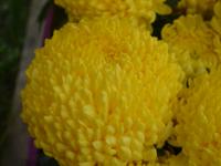 Chrysanthème jaune