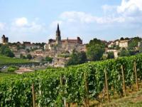 Dans les vignes de St Emilion