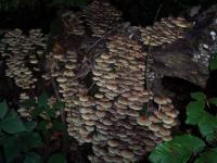Sous bois en Franche Comté