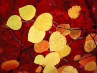 Otoño -5