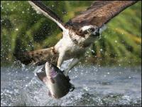 Chasse
