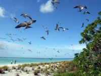 Birdisland