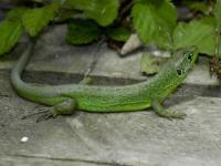 Lézard vert à l'écoute