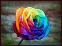 Rosa arco iris 2