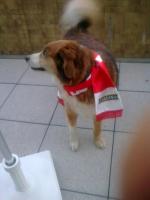 Notre chienne Canaille