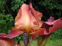 Iris de mon jardin