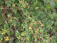 Debut automne dans le berry