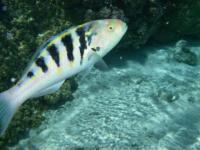 Fonds marins
