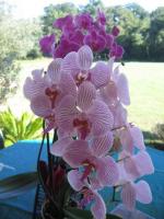 Fan d'Orchidées