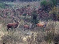 Faune d'Europe