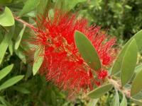 En rouge et vert