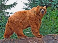 L'imposant ours brun