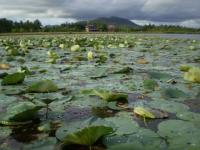 Lotus et caïmans