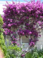 Bisous mauves